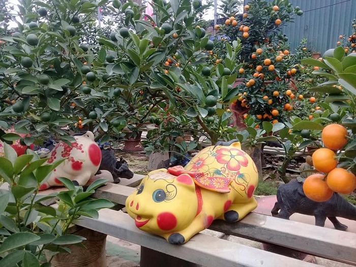 Hà Nội: Độc đáo quất bonsai trồng trên lưng heo đất chào Xuân Kỷ Hợi 2019